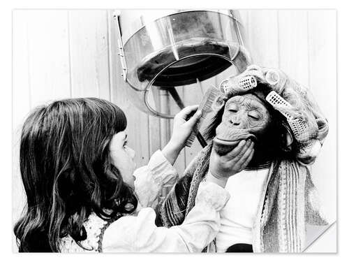 Vinilo para la pared Chimpanzee with hair curlers at the hairdresser