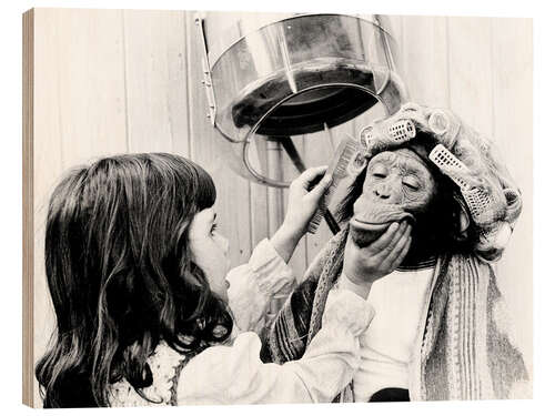 Hout print Chimpanzee with hair curlers at the hairdresser