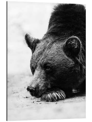 Aluminium print Lazy bear