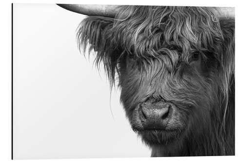 Aluminium print Scottish Highland Cattle - Highlander