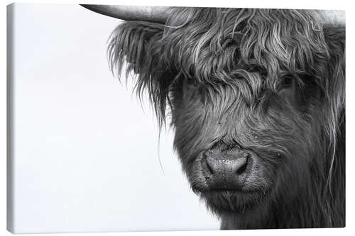 Canvas print Scottish Highland Cattle - Highlander