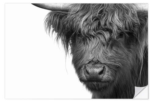 Naklejka na ścianę Scottish Highland Cattle - Highlander