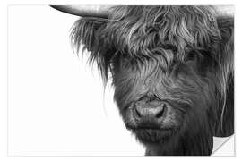 Wall sticker Scottish Highland Cattle - Highlander