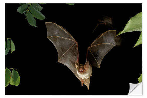 Selvklebende plakat Brown long-eared