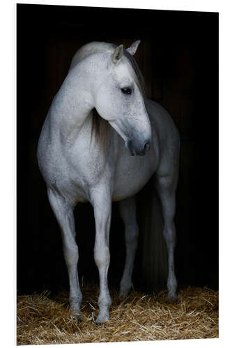 Foam board print Andalusian stallion