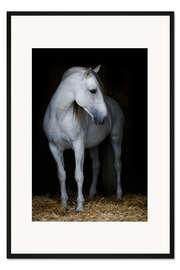 Gerahmter Kunstdruck Andalusierhengst