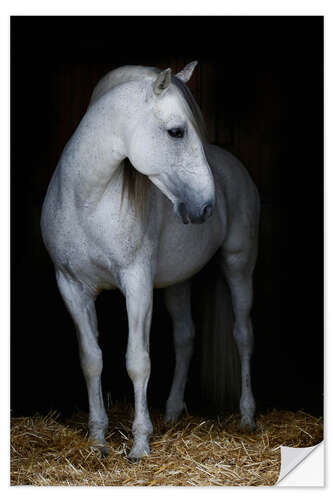 Selvklebende plakat Andalusian stallion