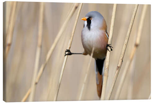 Canvas print Bearded tit between reeds