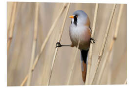 Foam board print Bearded tit between reeds