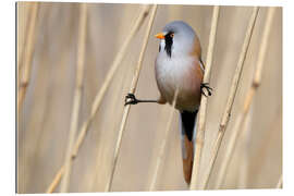 Gallery print Bearded tit between reeds