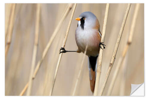 Wall sticker Bearded tit between reeds