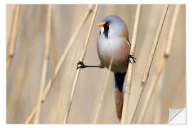 Selvklebende plakat Bearded tit between reeds