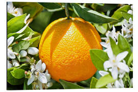 Cuadro de aluminio Naranja con flor de naranjo