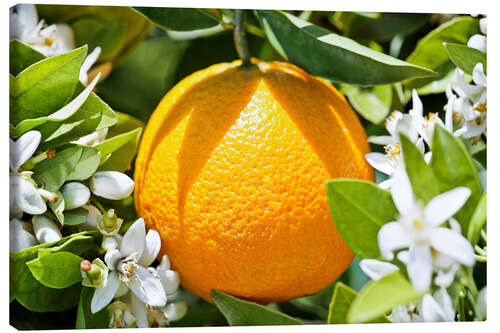 Canvas-taulu Orange with orange blossom