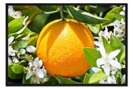Gerahmter Kunstdruck Orange mit Orangenblüten