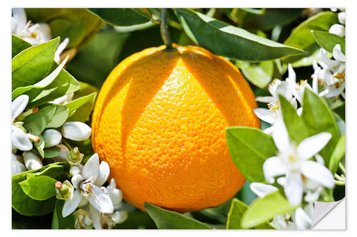 Wandsticker Orange mit Orangenblüten