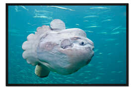 Gerahmter Kunstdruck Mondfisch