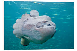 Foam board print Sunfish