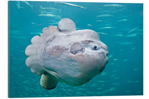 Gallery print Sunfish