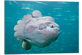 Galleriprint Sunfish