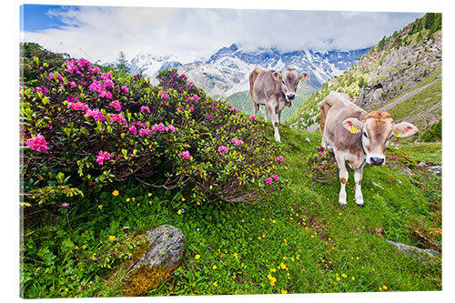 Cuadro de metacrilato Vacas en ascenso a Schönegg