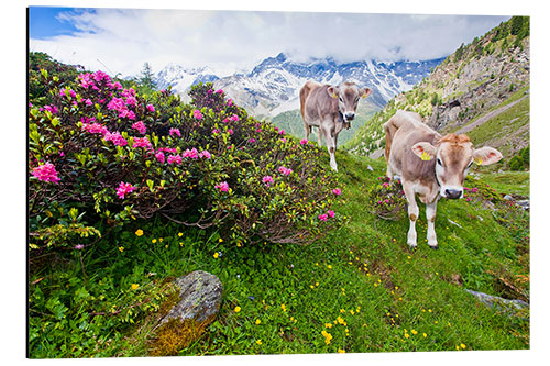 Alumiinitaulu Cows on the ascent to Schönegg