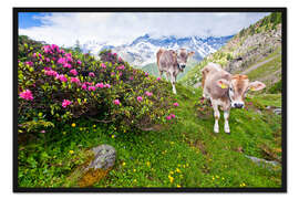 Gerahmter Kunstdruck Kühe beim Aufstieg zum Schönegg
