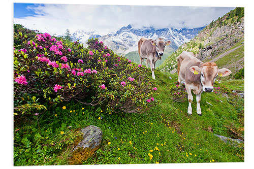 Tableau en PVC Vaches à l'ascension de Schönegg