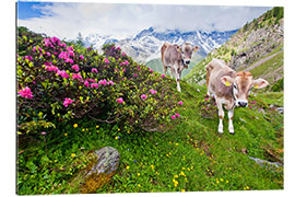 Gallery print Cows on the ascent to Schönegg