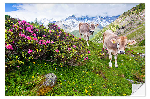 Vinilo para la pared Vacas en ascenso a Schönegg