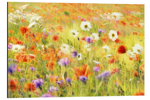 Tableau en aluminium Champ de coquelicots, marguerites et bleuets