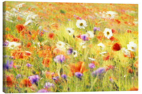 Canvas print Field of poppies, daisies and cornflowers