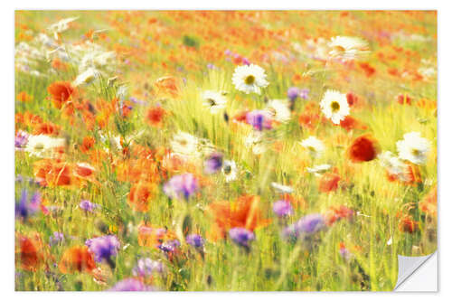 Selvklebende plakat Field of poppies, daisies and cornflowers