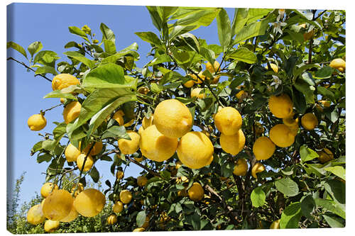 Canvas print Grove with lemon trees