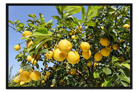 Gerahmter Kunstdruck Hain mit Zitronenbäumen