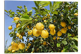 Galleritryk Grove with lemon trees