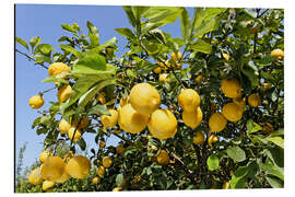 Magnettafel Hain mit Zitronenbäumen