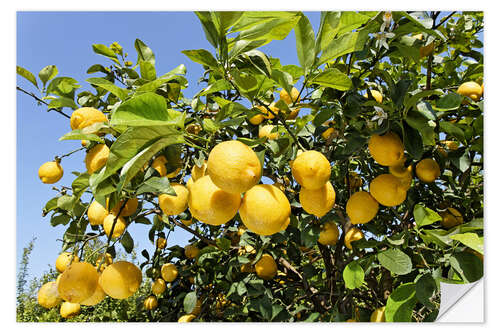 Selvklebende plakat Grove with lemon trees