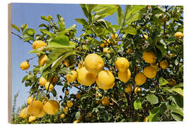 Puutaulu Grove with lemon trees