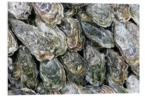 Foam board print Oysters