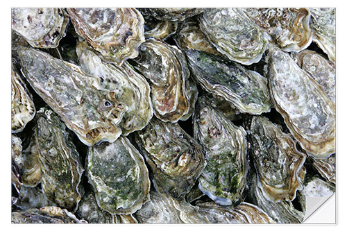 Selvklebende plakat Oysters