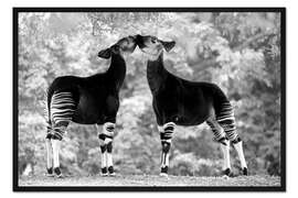 Gerahmter Kunstdruck Okapi