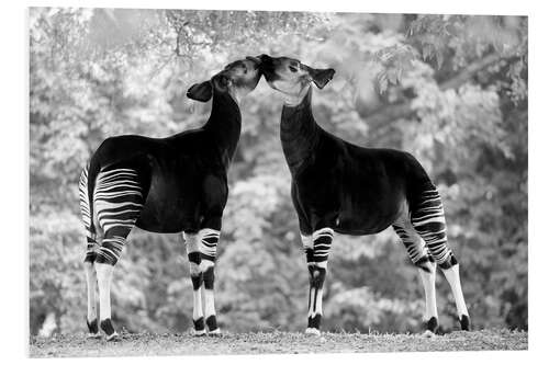 Hartschaumbild Okapi