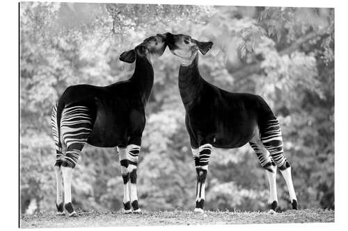 Tableau en plexi-alu Deux okapis