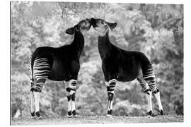 Galleriprint Okapi