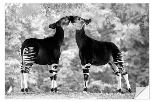 Selvklæbende plakat Okapi