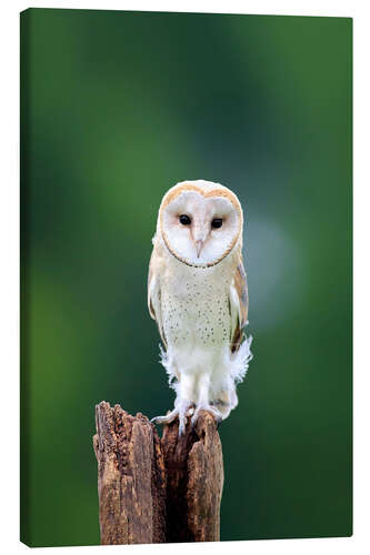 Canvas print Barn owl