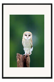 Gerahmter Kunstdruck Schleiereule
