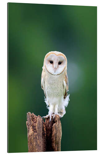 Galleritryck Barn owl