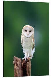 Magnettafel Schleiereule